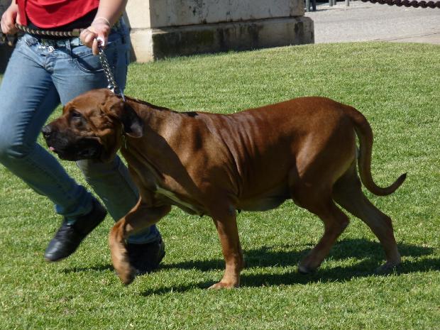 Fila Brasileiro