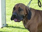 Cães
