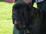Cães