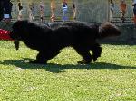 Cães