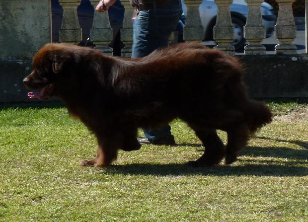 Cão da Terra Nova