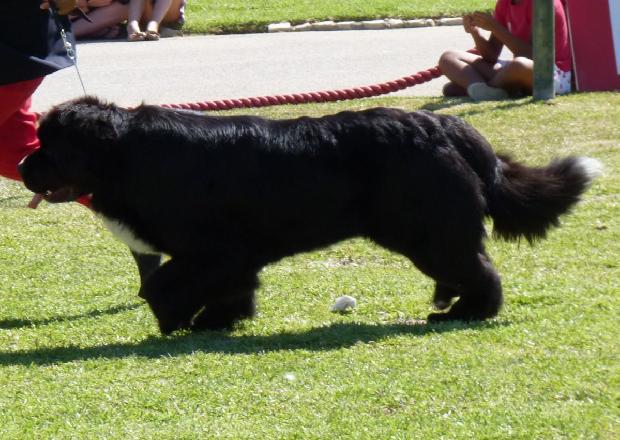 Cão da Terra Nova