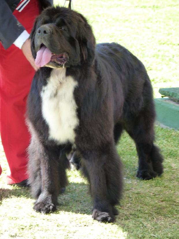 Cão da Terra Nova