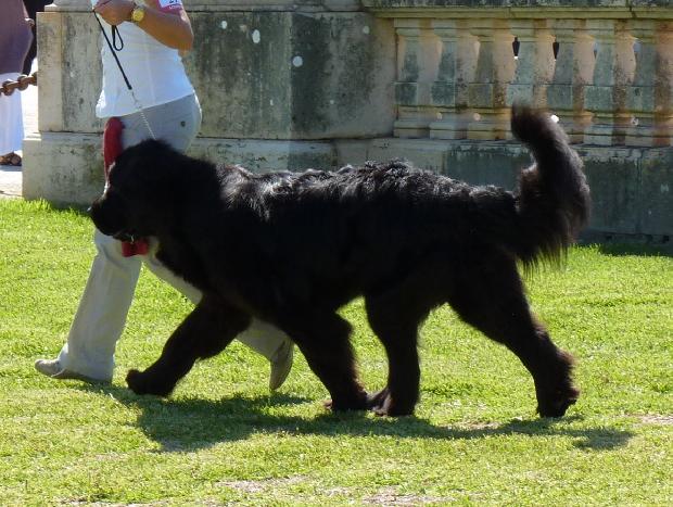 Cão da Terra Nova
