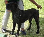 Cães