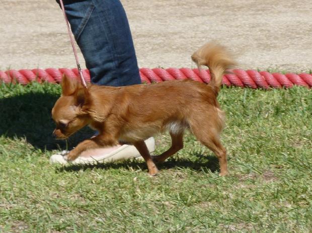 Chihuahua de Pêlo Comprido