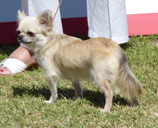 Chihuahua de Pêlo Comprido