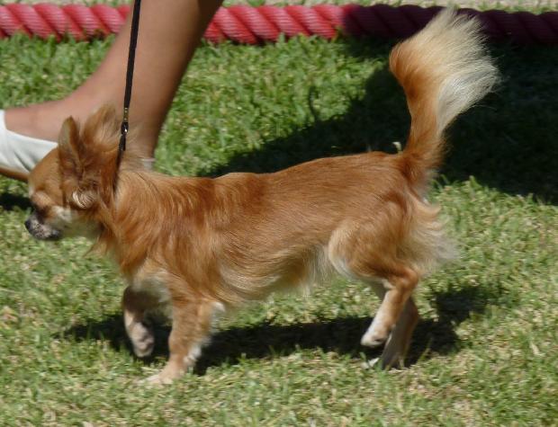 Chihuahua de Pêlo Comprido