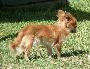 Chihuahua de Pêlo Comprido