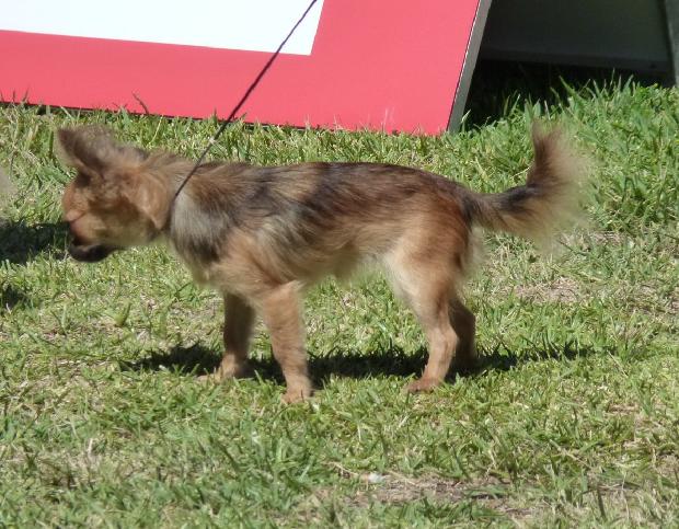 Chihuahua de Pêlo Comprido