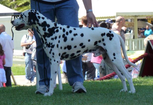 Cão da Dalmácia