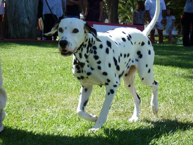 Dálmata