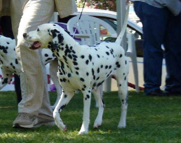Cão da Dalmácia