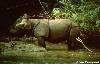 Rinoceronte-de-Java <i>(Rhinoceros sondaicus)</i>