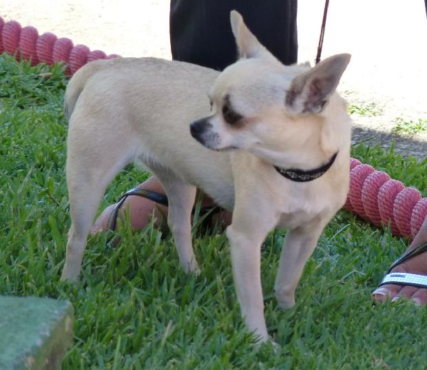 Chihuahua de Pêlo Curto