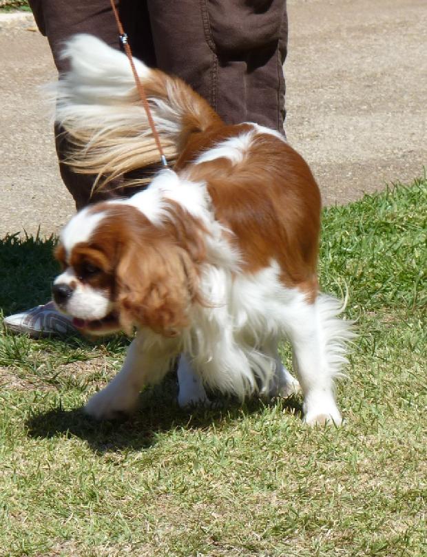 Cavalier King Charles Spaniel