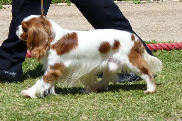 Cavalier King Charles Spaniel