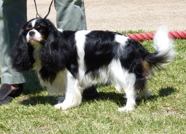 Cavalier King Charles Spaniel