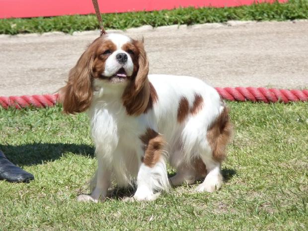 Cavalier King Charles Spaniel