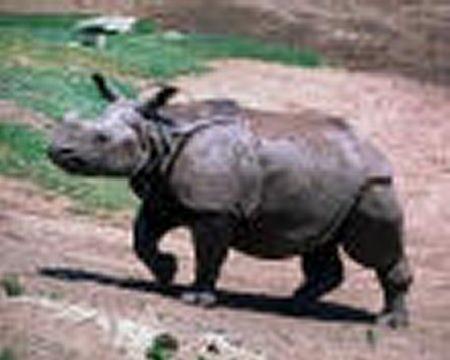 Rinoceronte-indiano