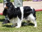 Cães