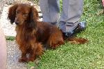Cães