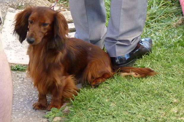 Baixote de Pêlo Comprido