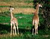Girafa Comum <i>(Giraffa camelopardalis)</i>