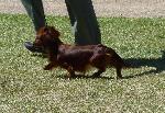 Cães