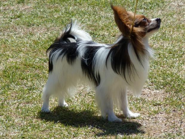 Epagneul Anão Continental Papillon