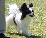 Cães
