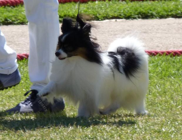 Cavalier King Charles Spaniel