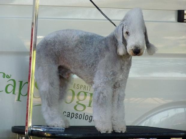Bedlington Terrier