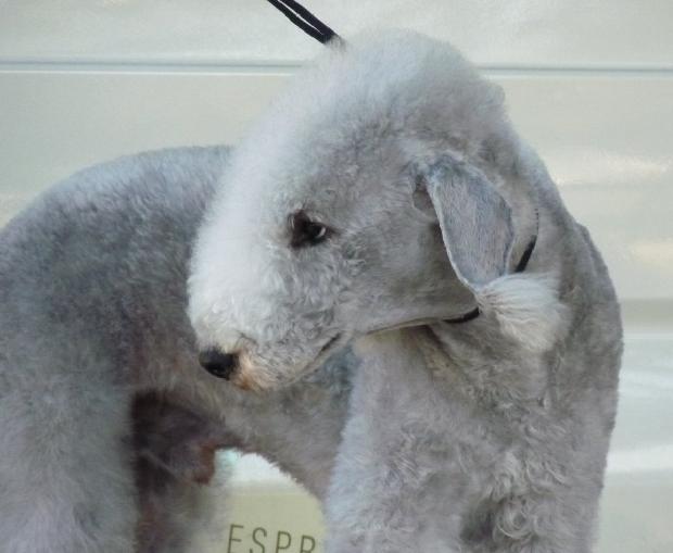 Bedlington Terrier