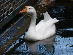 Aves