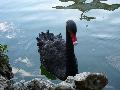 Cisne-negro