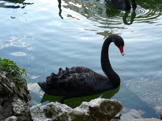 Cisne-negro