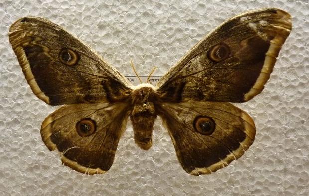 Saturnia pyri