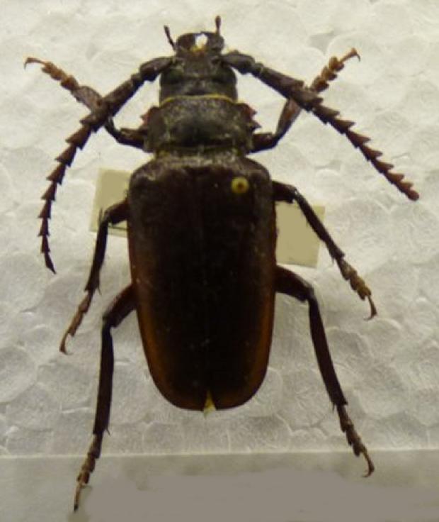 Prionus coriarius