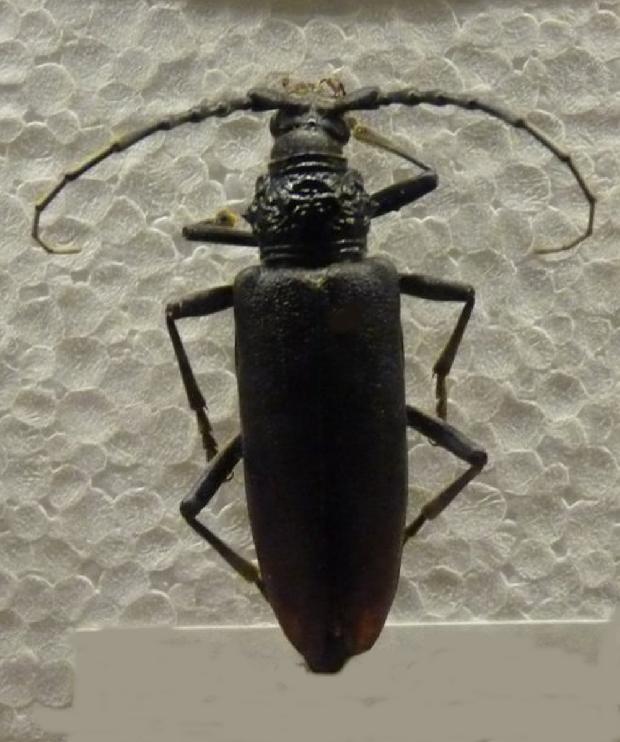 Cerambyx cerdo