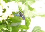 Abelhão-azul <i>(Xylocopa violacea)</i>
