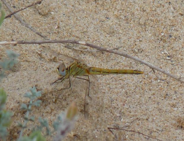 Simpétrum-de-nervuras-vermelhas
