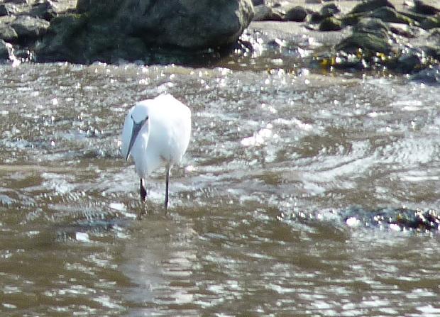 Garça-branca-pequena