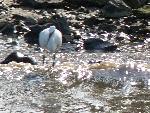 Aves