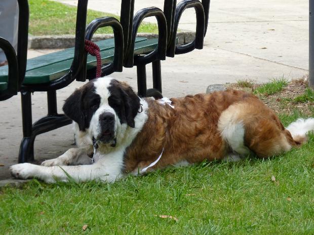 Cão de São Bernardo