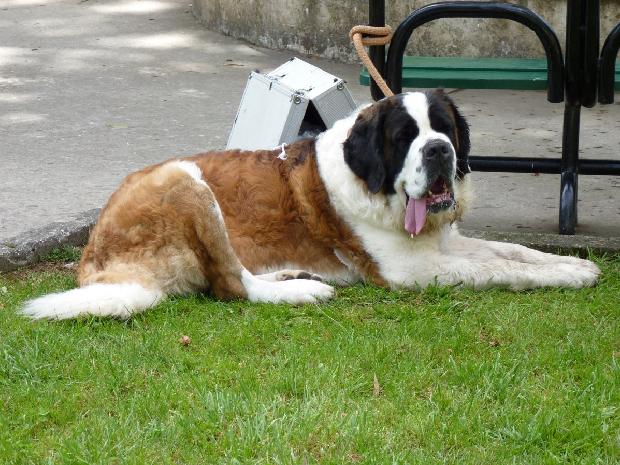 Cão de São Bernardo