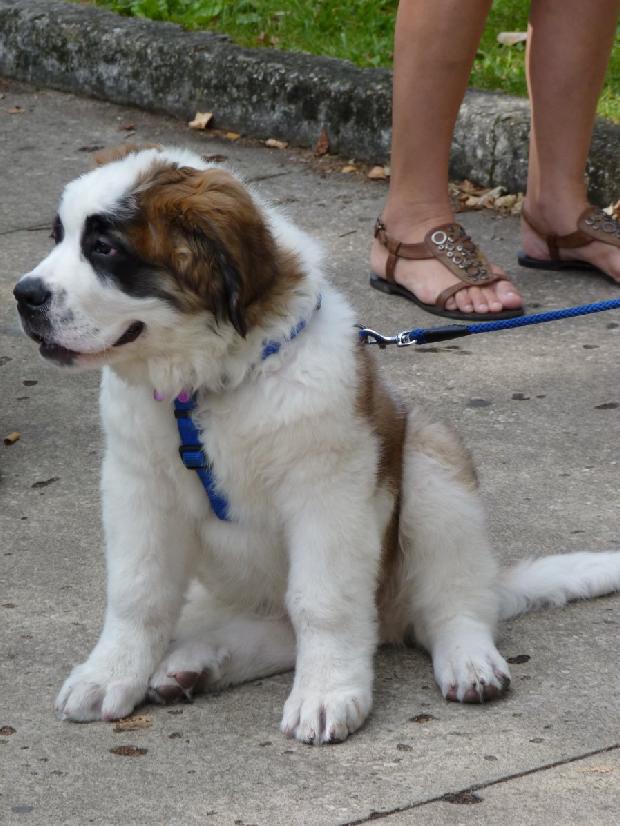 Cachorro São Bernardo