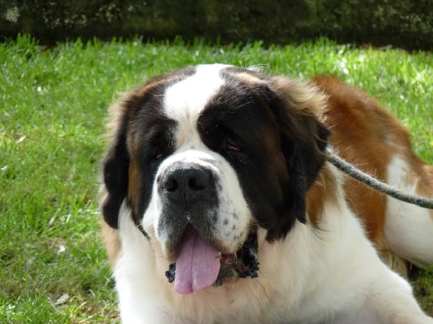 Cão de São Bernardo