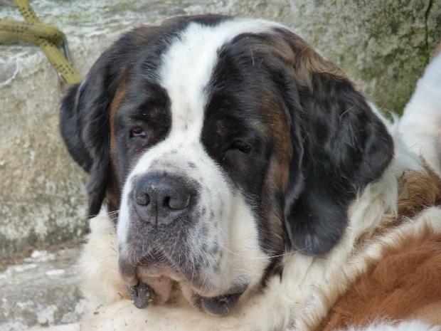 Cão de São Bernardo