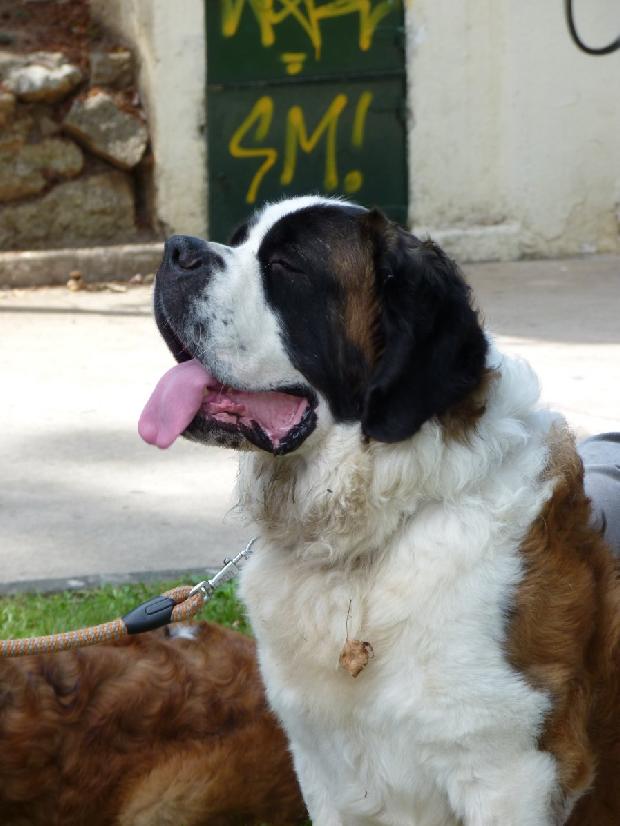 Cão de São Bernardo